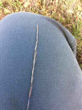 Imagem de Elymus glaucus subsp. virescens (Piper) Gould