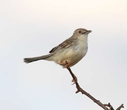 Image of Ashy Cisticola