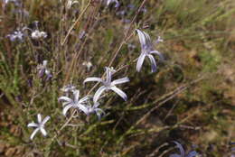 Image of Wahlenbergia loddigesii (A. DC.) I. M. Turner