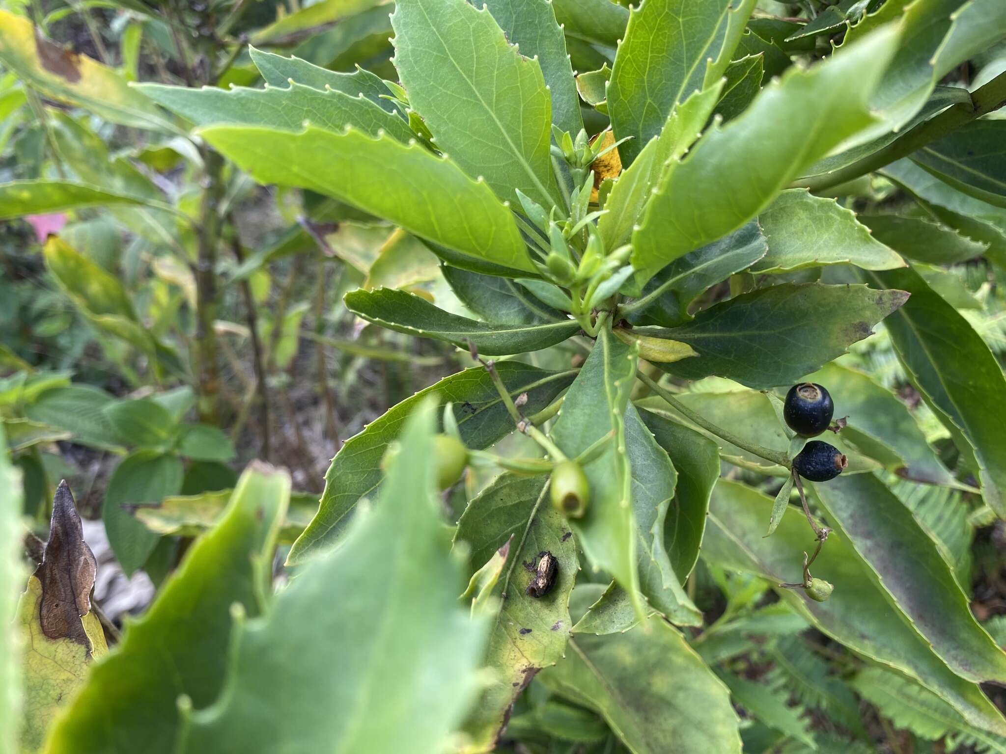 Imagem de Scaevola chamissoniana Gaud.