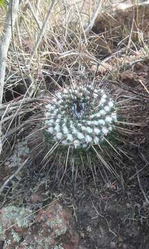 Mammillaria orcuttii Boed.的圖片