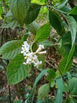 Image of Arachnothryx guerrerensis (Lorence) Borhidi