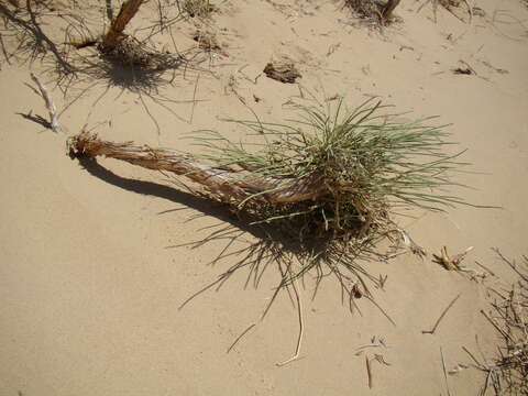 Image of Ephedra intermedia Schrenk & C. A. Mey.