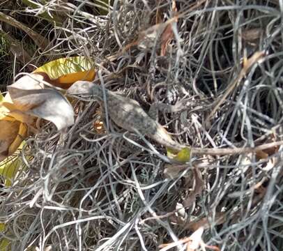 Image of Günther's Whorltail Iguana