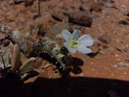 Image of Monsonia multifida E. Mey.