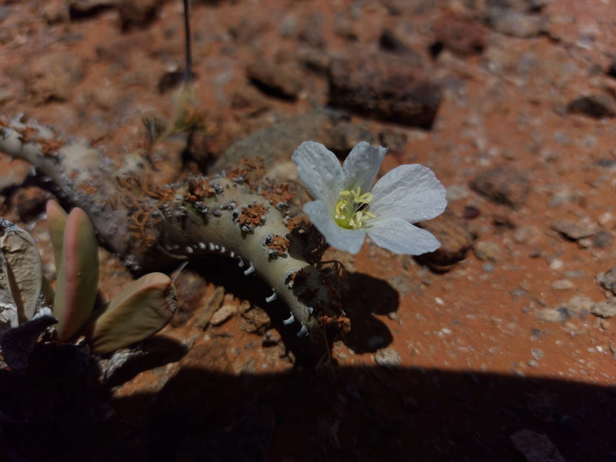 Image of Monsonia multifida E. Mey.