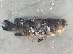 Image of Atlantic Goliath Grouper