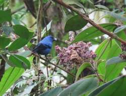 Image of Blue-and-black Tanager