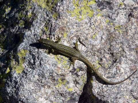 Image of Iberolacerta cyreni castilliana (Arribas 1996)