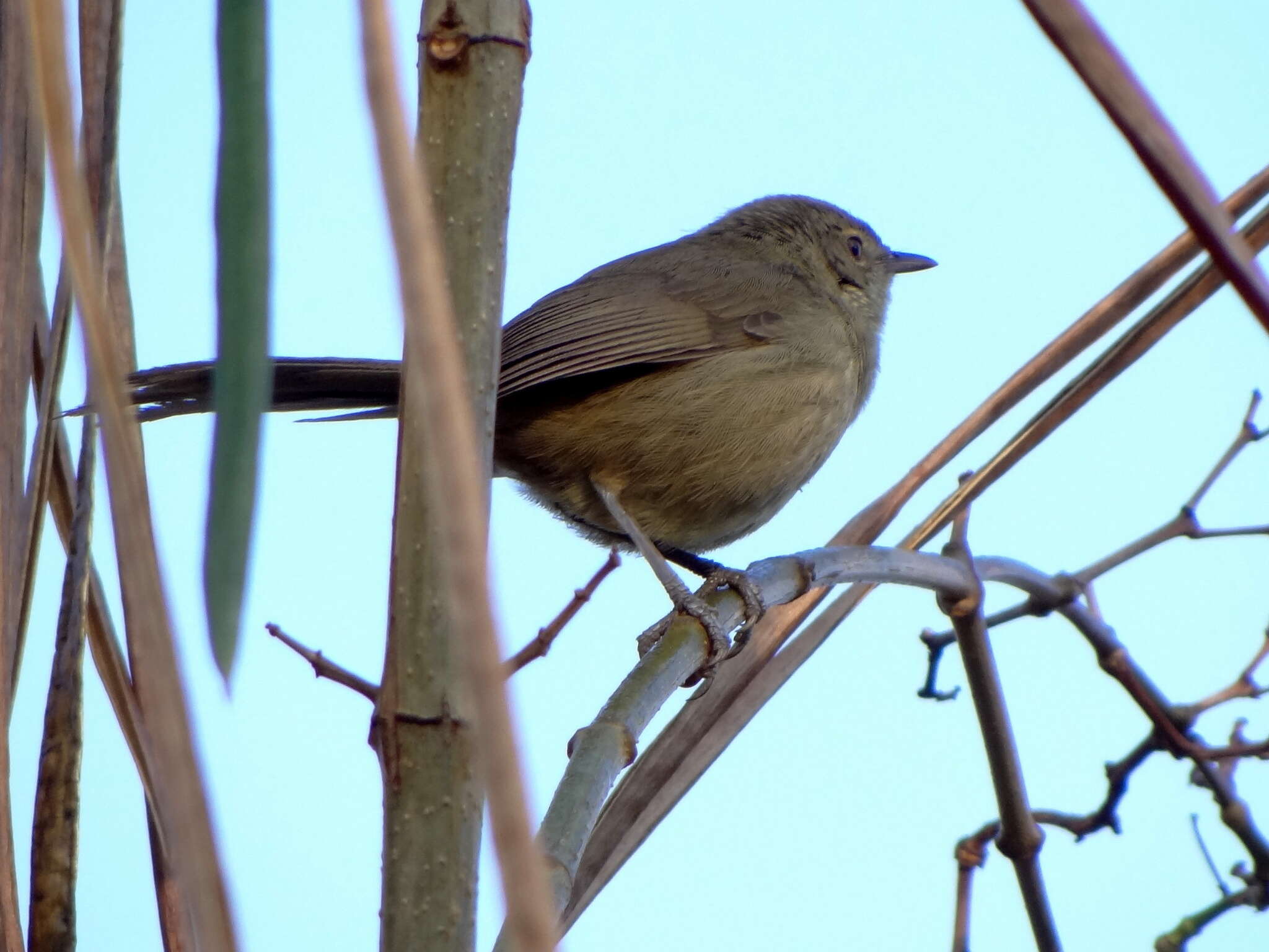 Image of Madagascar Brush-warbler