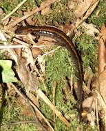 Image of Gold-striped salamander