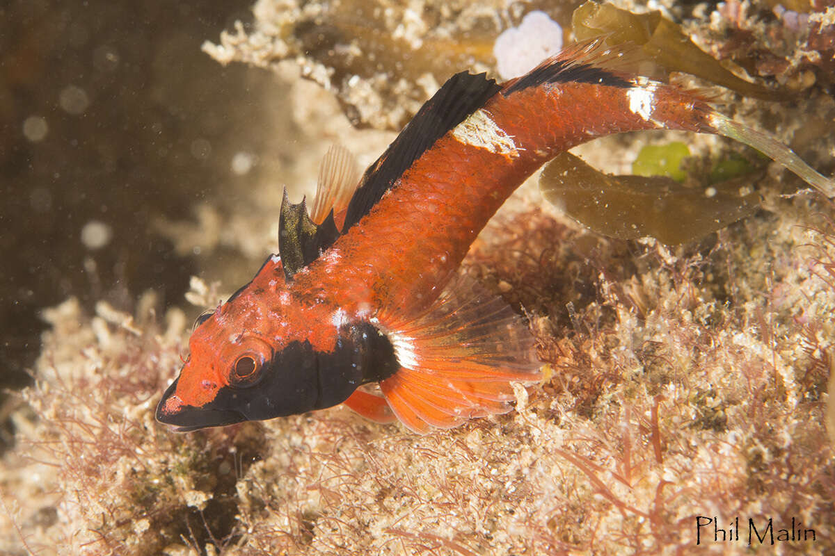 Image of Blackthroat Triplefin