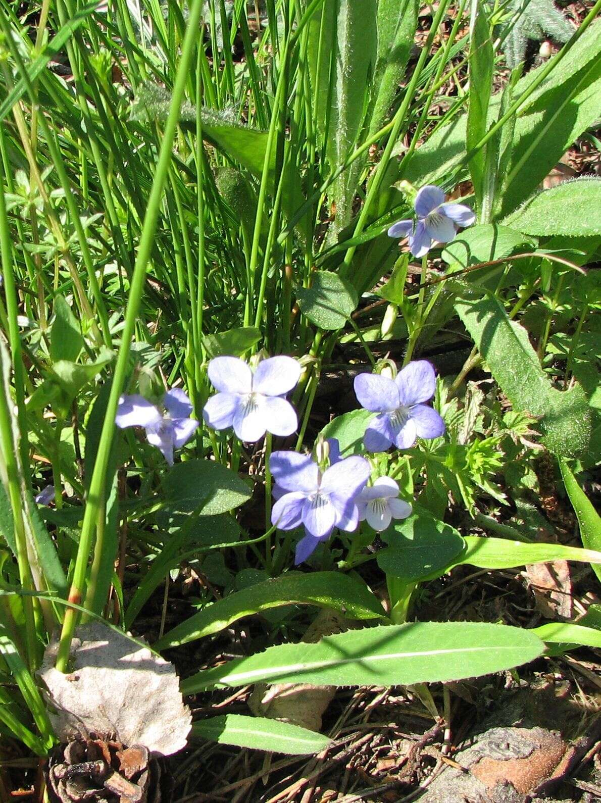 Image of dog violet