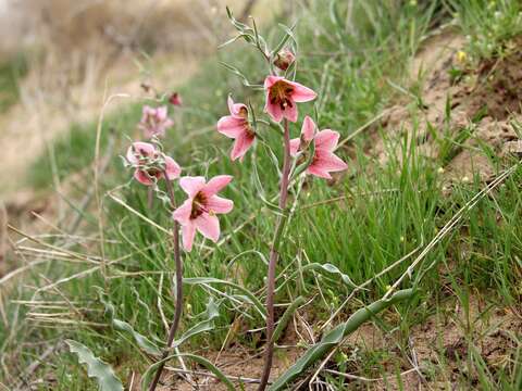 Image of Fritillaria gibbosa Boiss.