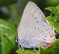 Image of California Hairstreak