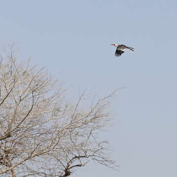 Image of Western Red-billed Hornbill