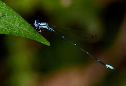 Image of Blue-shouldered Threadtail