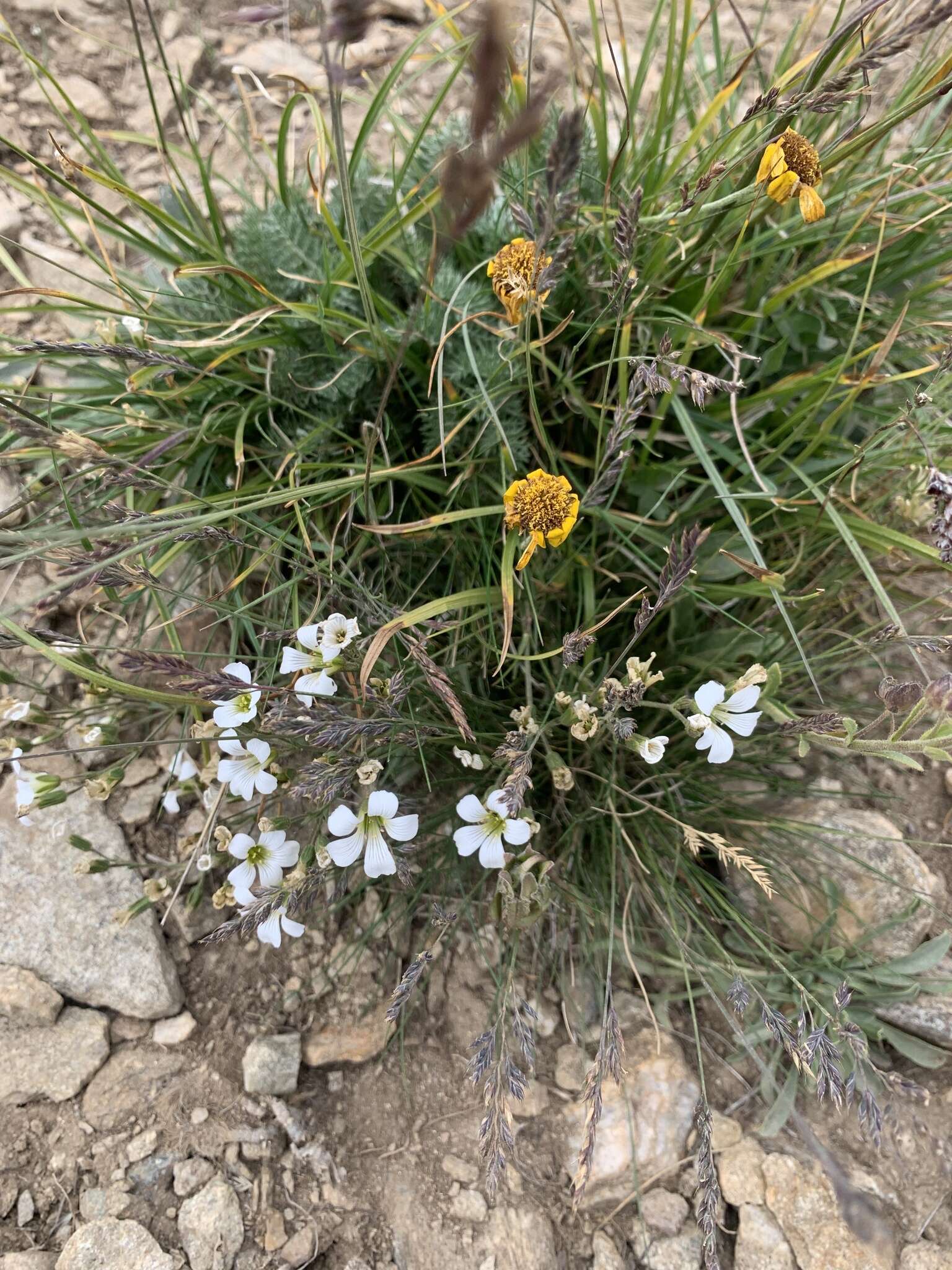 Image of Cherleria circassica (Albov) A. J. Moore & Dillenb.