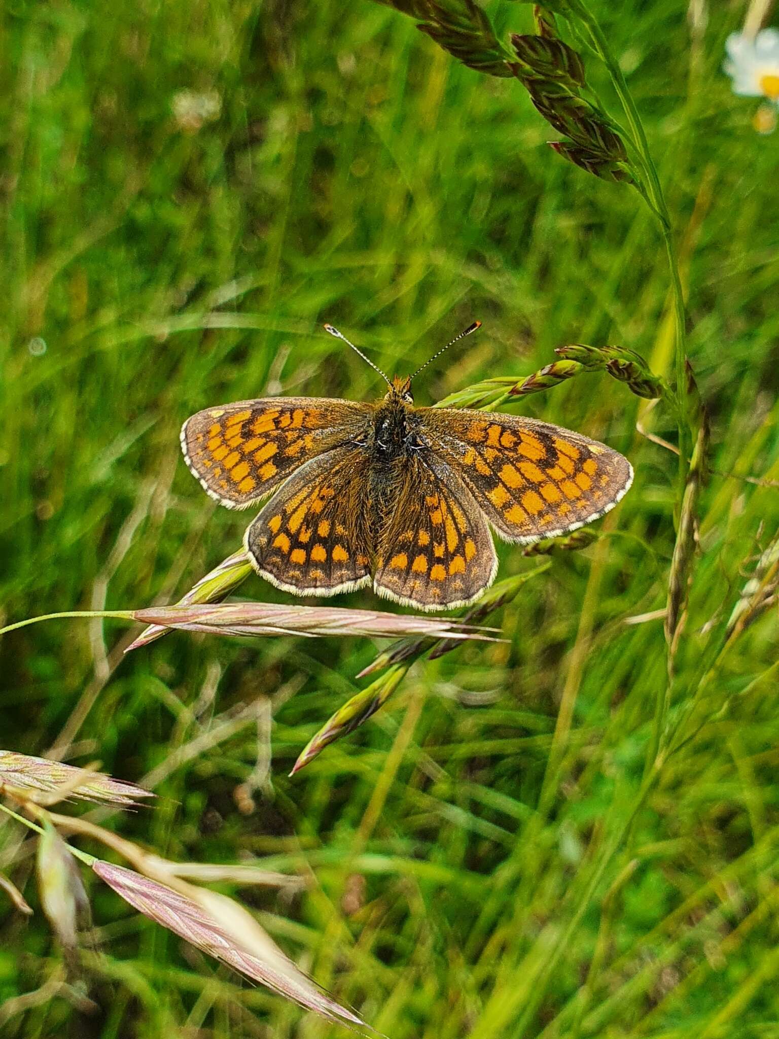 Image of <i>Melitaea parthenoides</i>