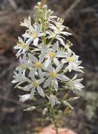 Image of Ornithogalum ponticum Zahar.