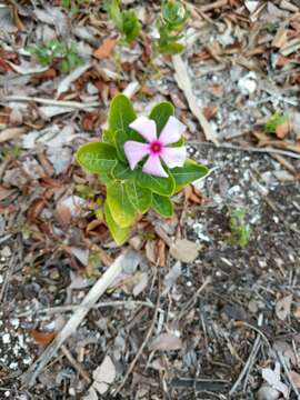 Image of Madagascar periwinkle