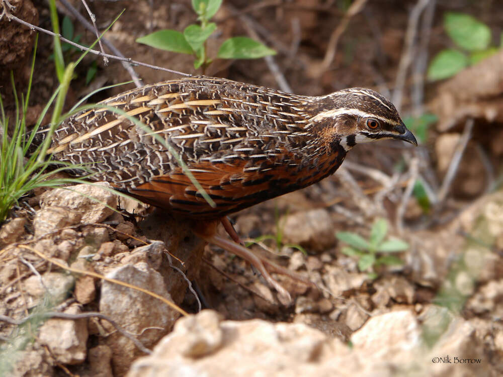 Image of Harlequin Quail