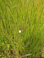 Image de Epilobium insulare Hausskn.