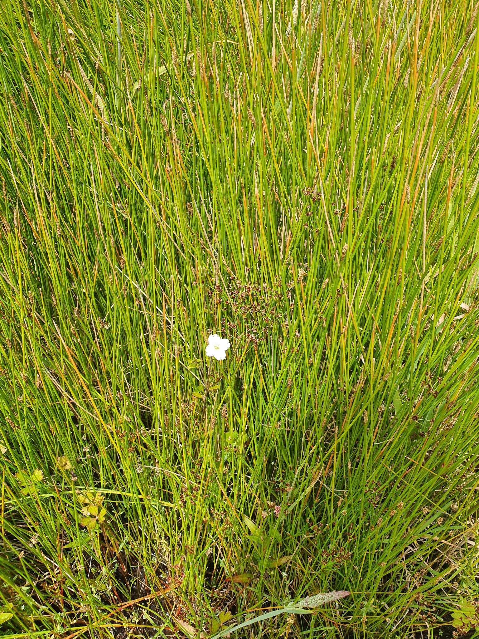 Image de Epilobium insulare Hausskn.