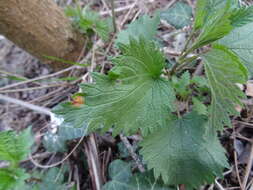 Image of nettle rust (fungus)