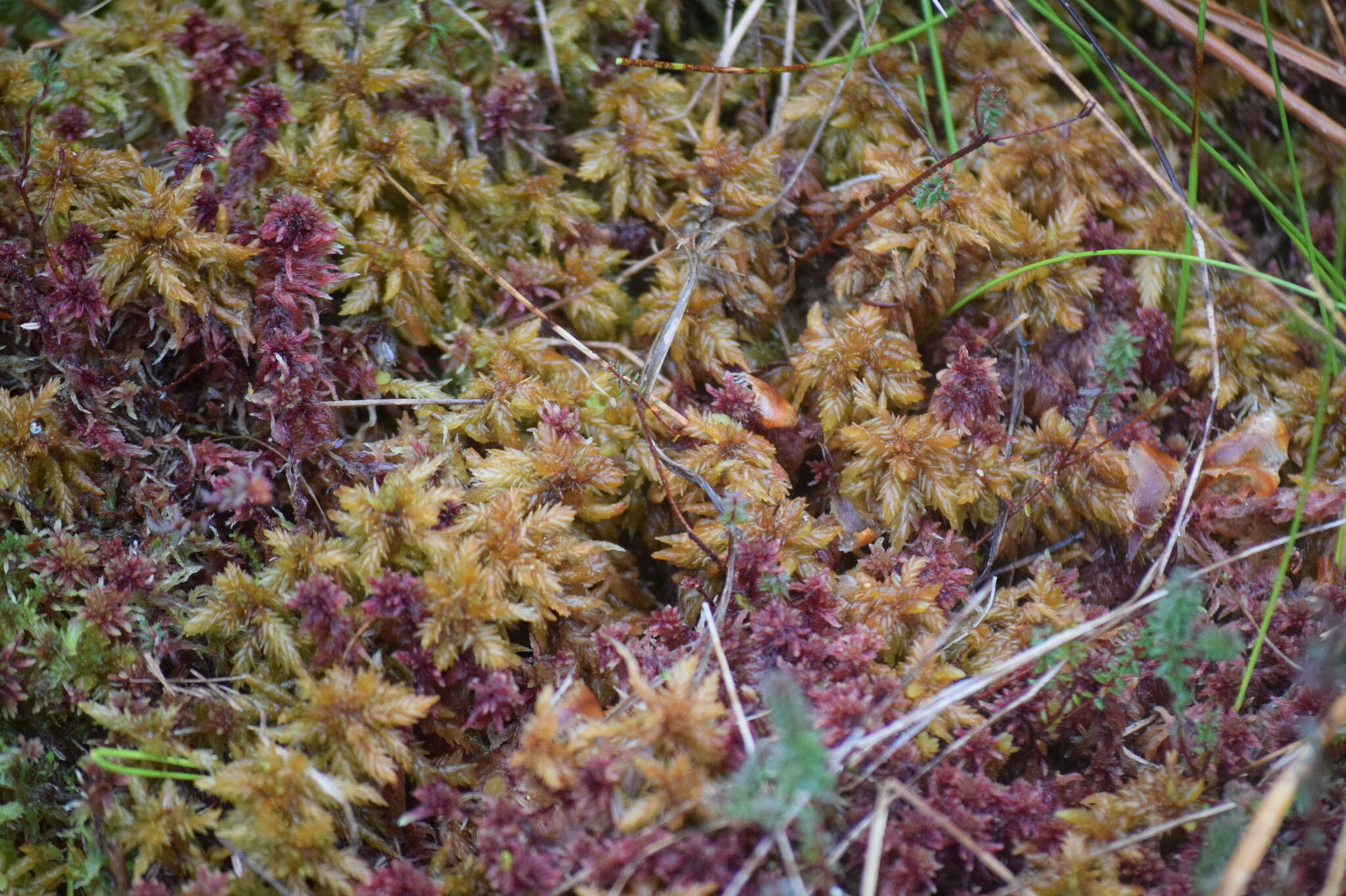 Image of papillose sphagnum