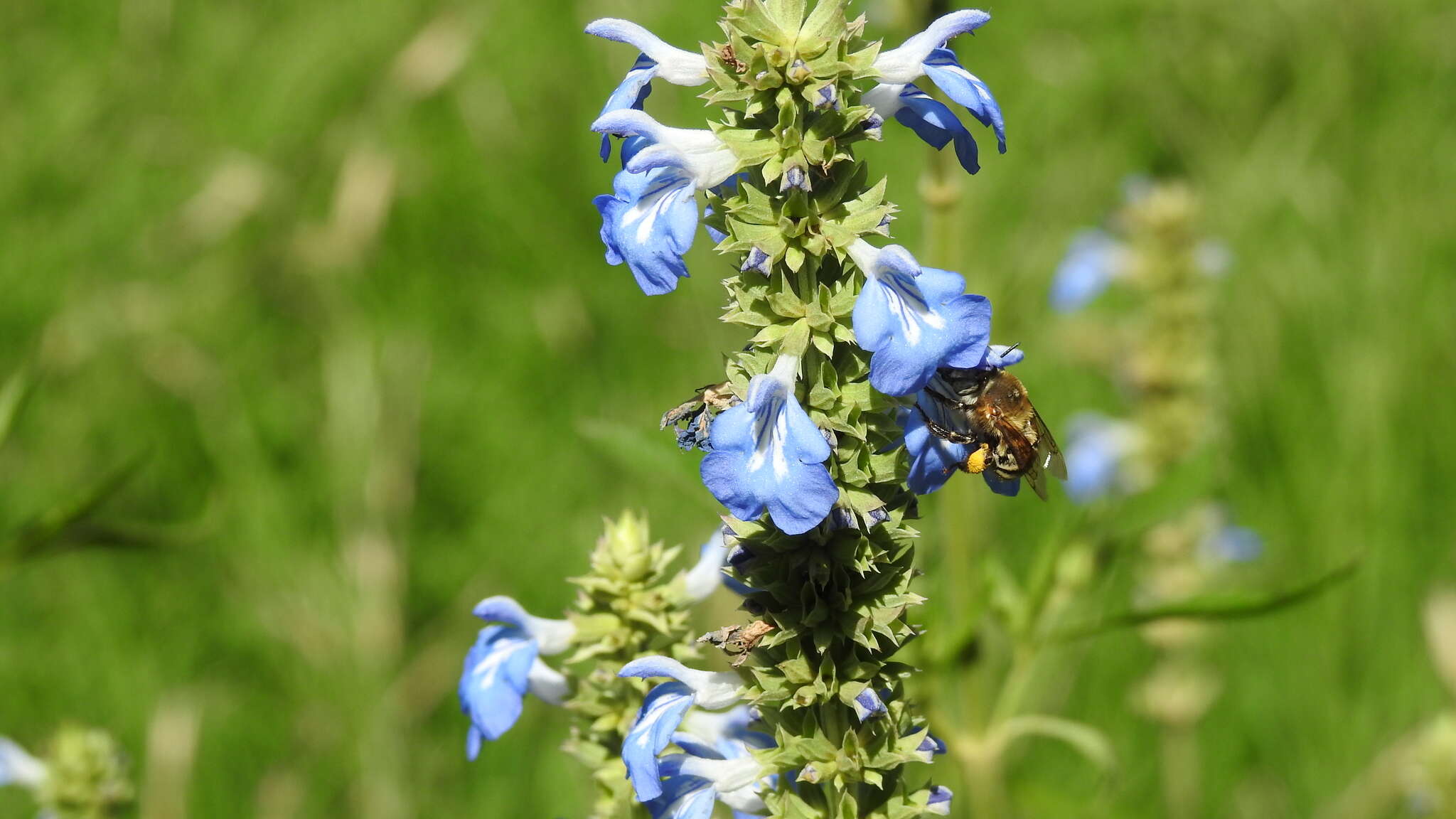 Image of Anthophora paranensis Holmberg 1903