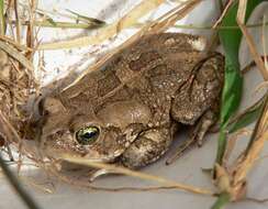 صورة Sclerophrys garmani (Meek 1897)