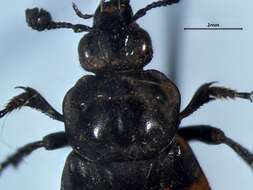 Image of Nicrophorus (Nicrophorus) hebes (Kirby 1837)