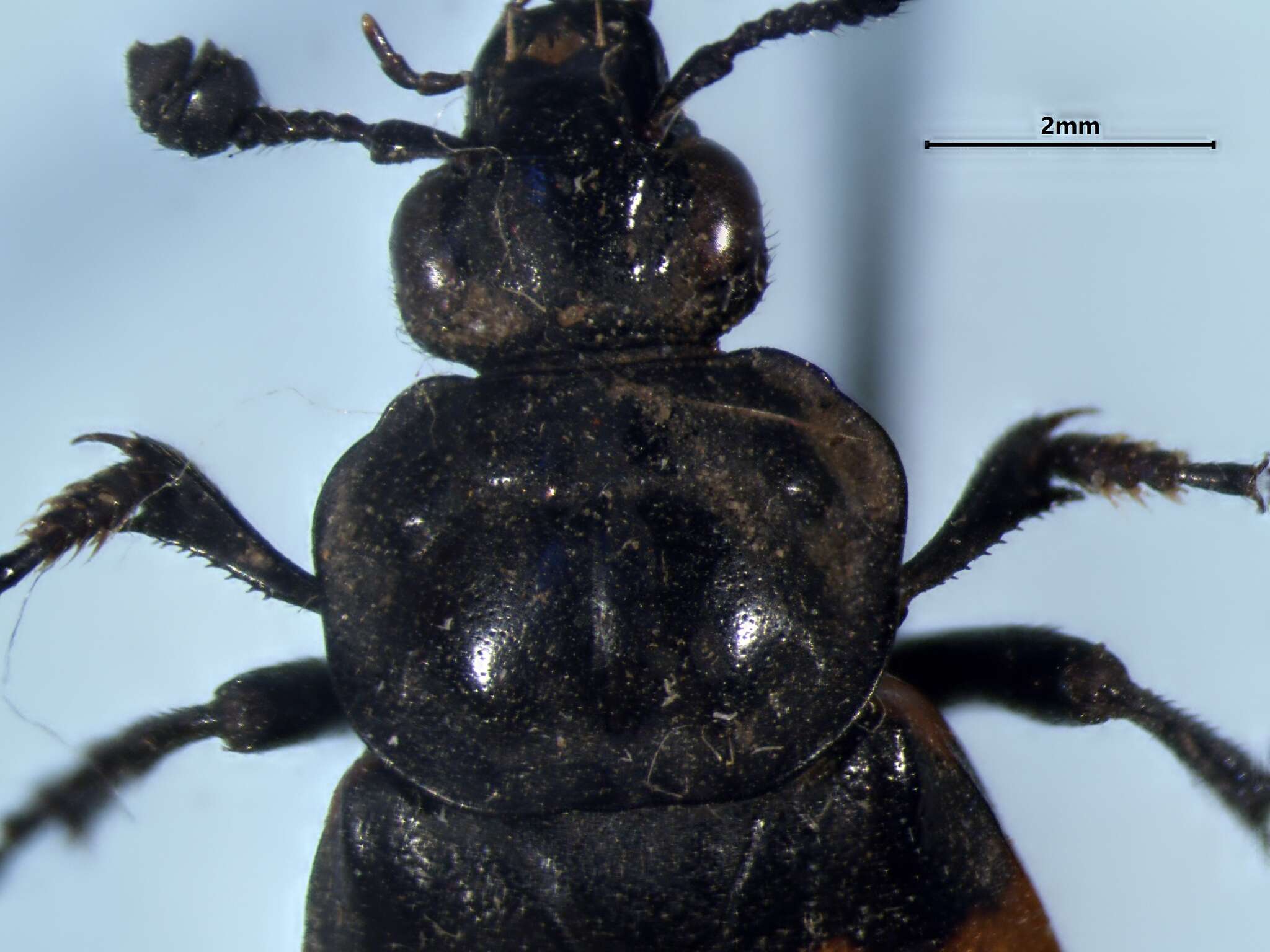 Image of Nicrophorus (Nicrophorus) hebes (Kirby 1837)