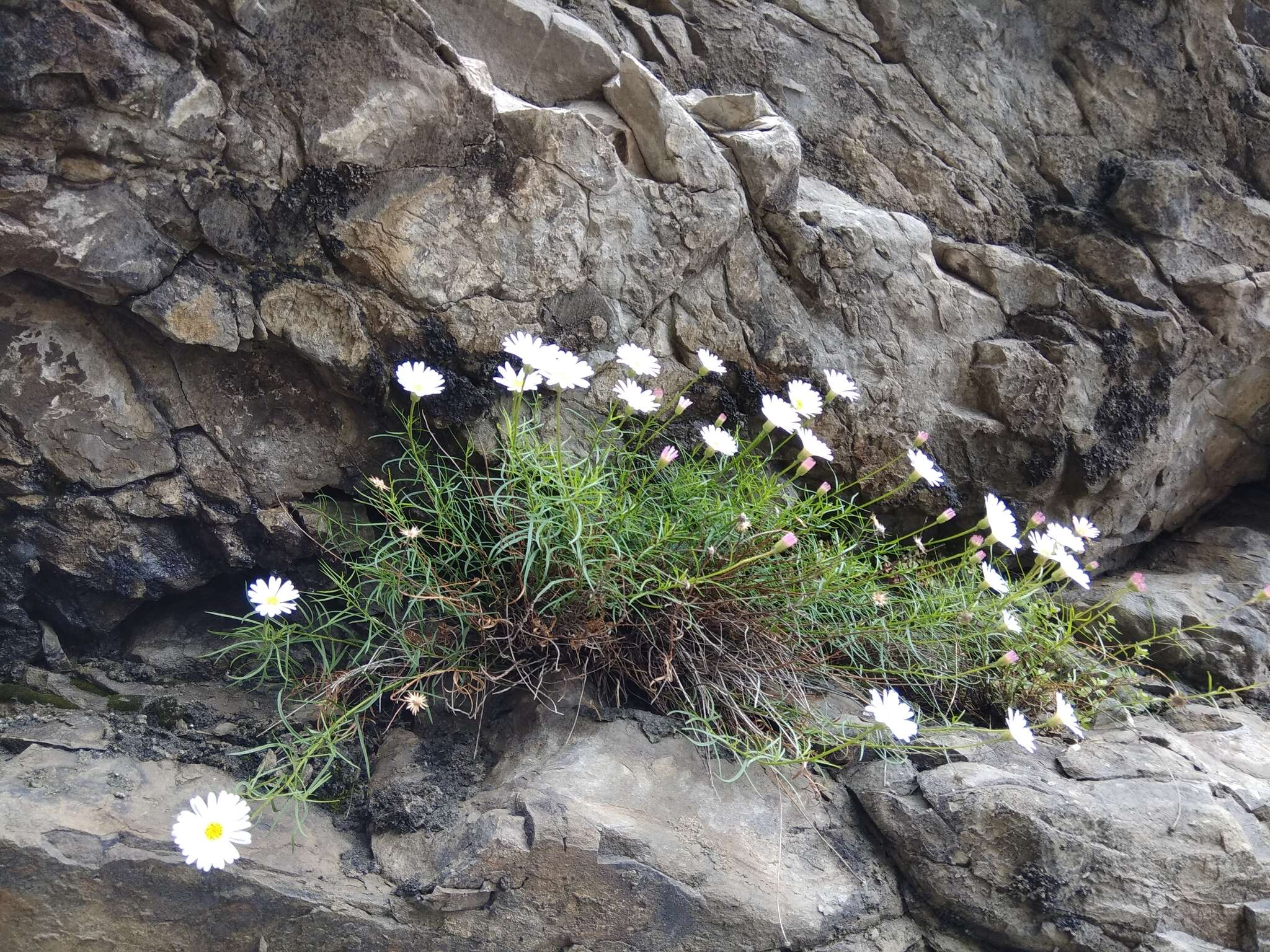 Image of Kemulariella rosea (Stev.) Tamamsch.