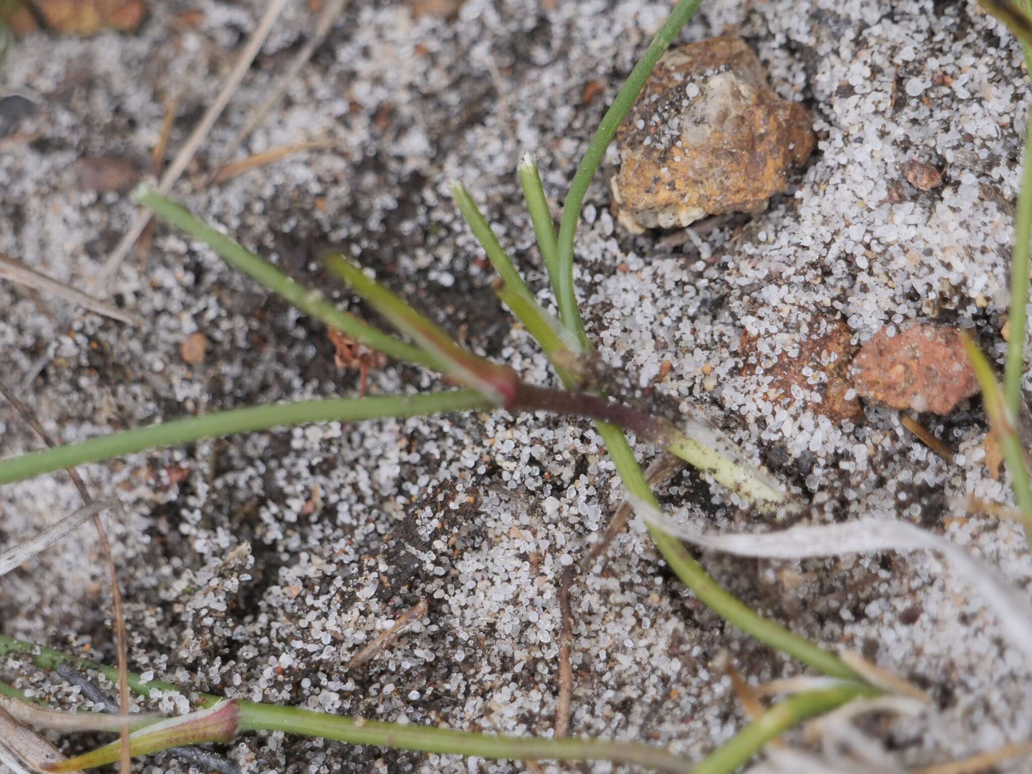 Image of Thysanotus gracilis R. Br.