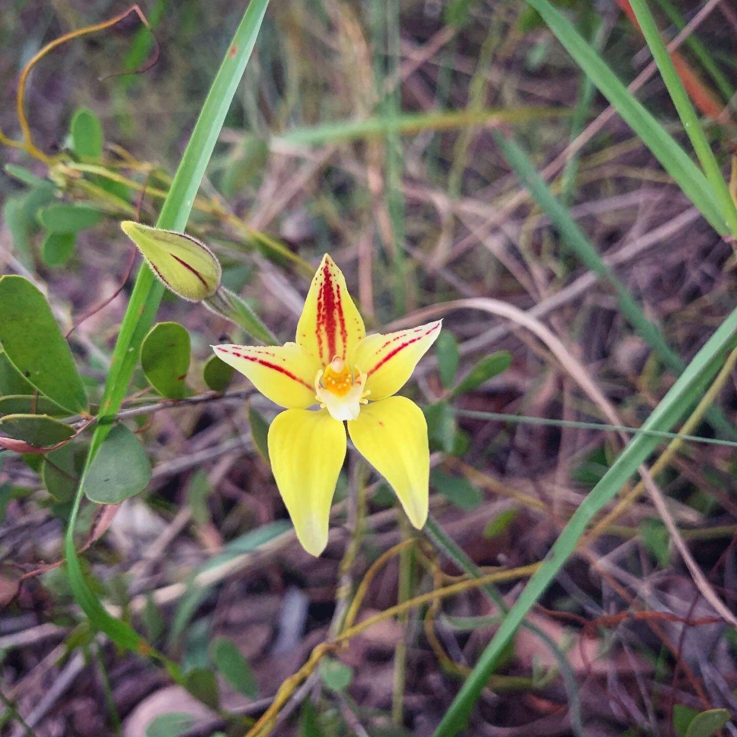 Image de Caladenia flava R. Br.