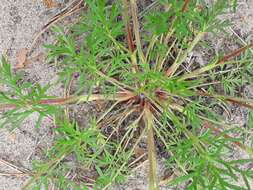 Image of Potentilla multifida L.