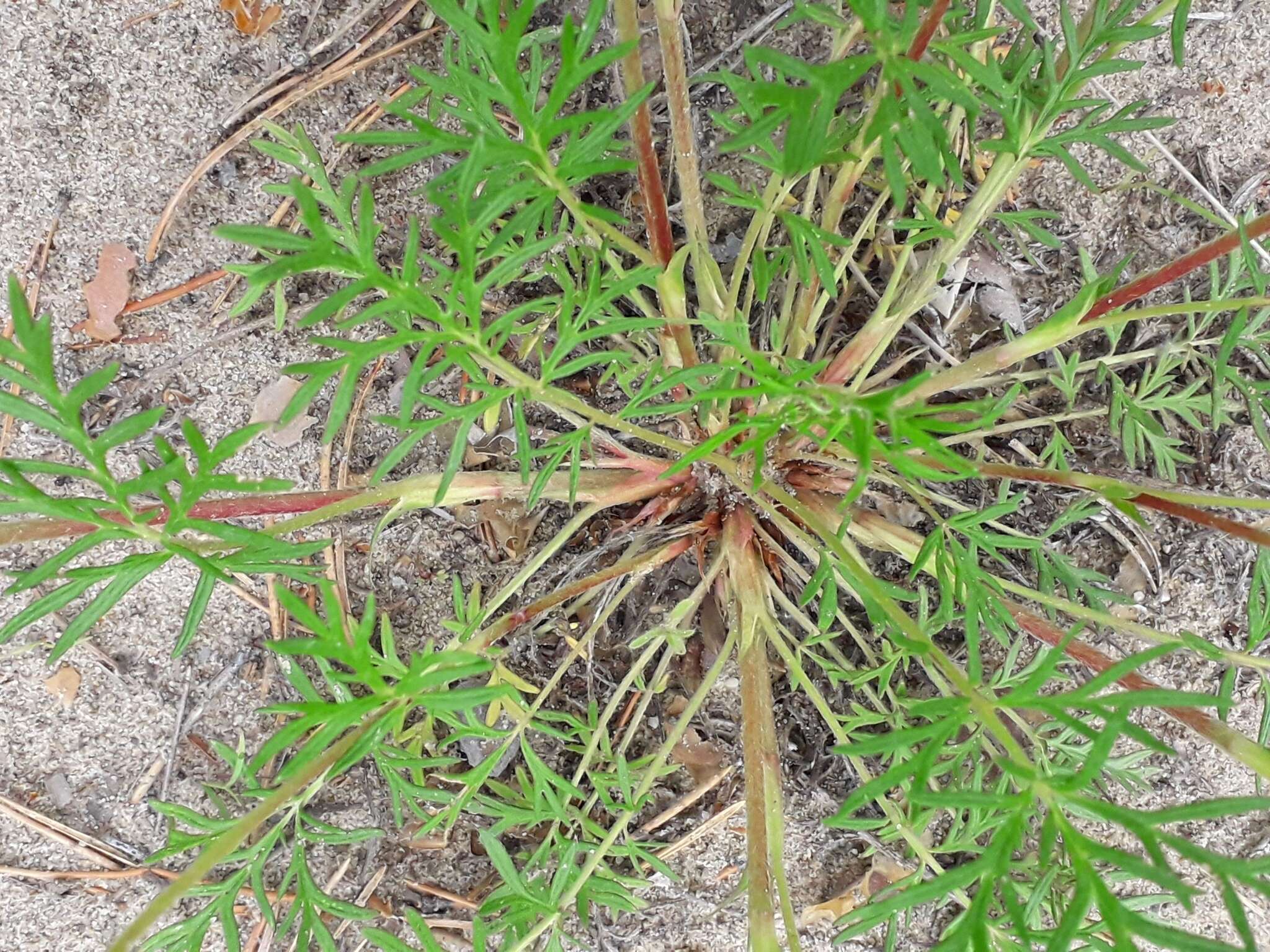 Image of Potentilla multifida L.