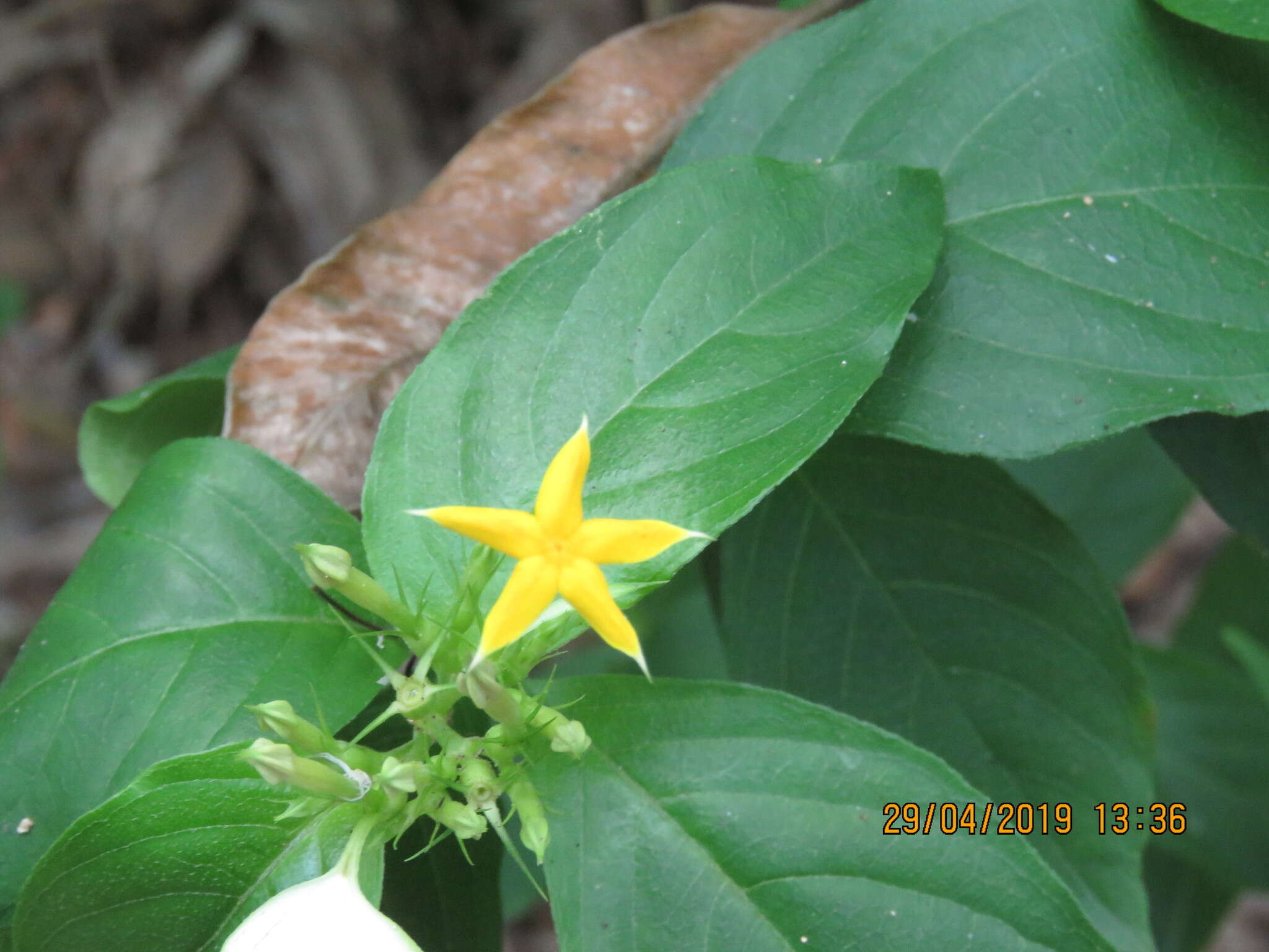 Image of Mussaenda parviflora Miq.