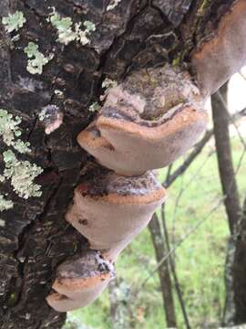 Plancia ëd Phellinus pomaceoides L. W. Zhou & Y. C. Dai 2016