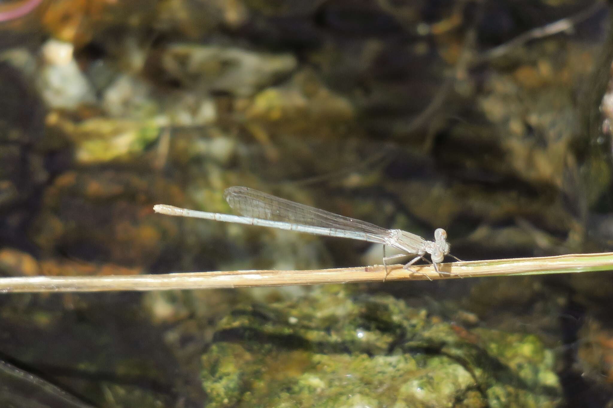 Image of Powder blue damsel