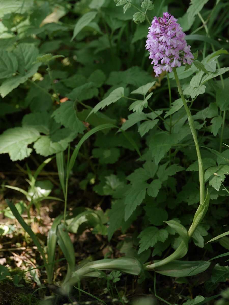 صورة Anacamptis pyramidalis (L.) Rich.