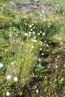 Image of northland cottonsedge