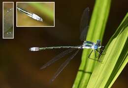 Image of Emerald Spreadwing