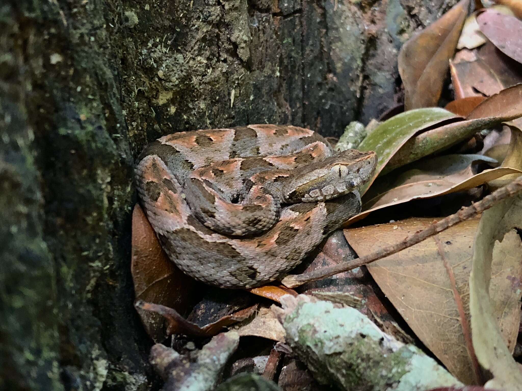 Image of Whitetail Lancehead