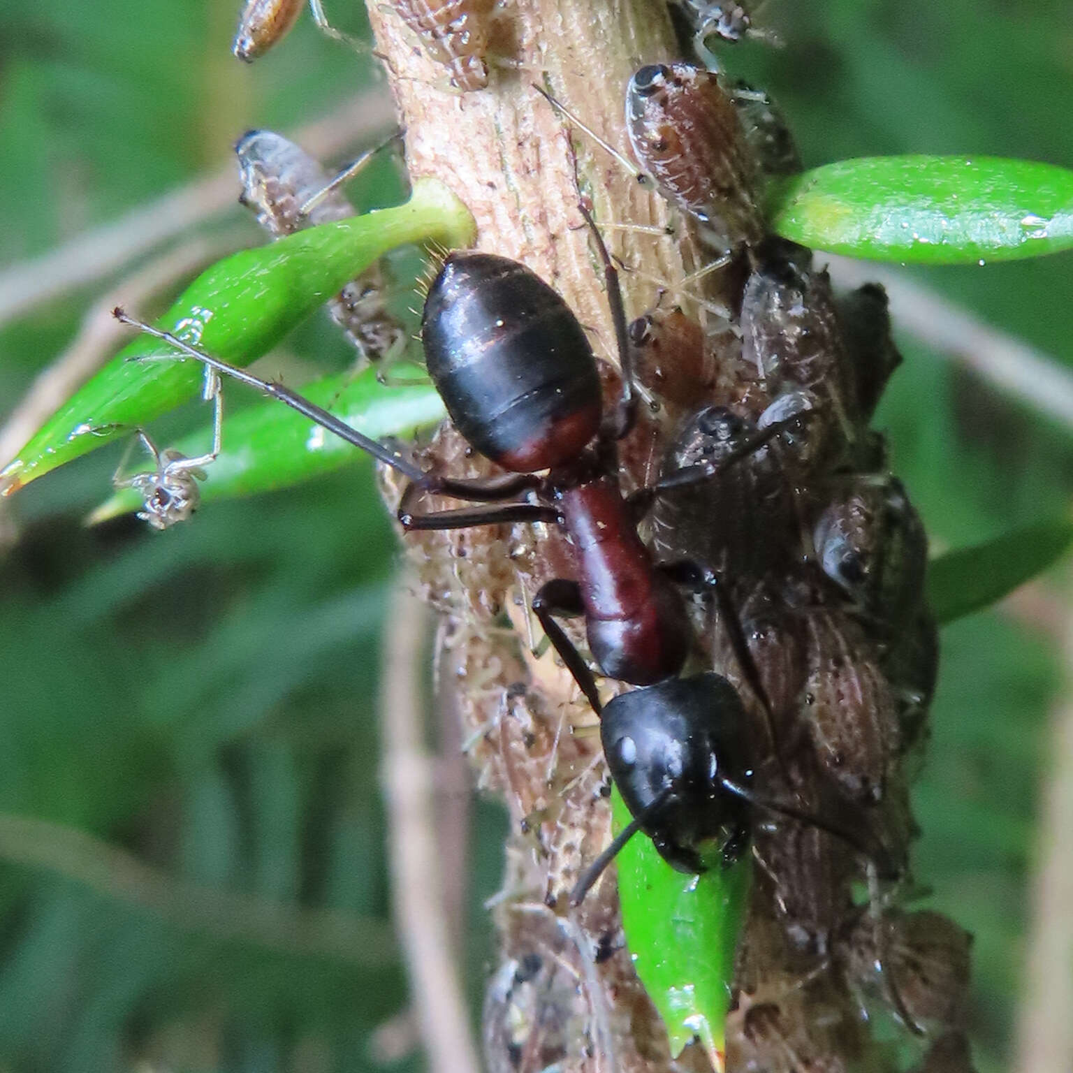 Image of Camponotus obscuripes Mayr 1879