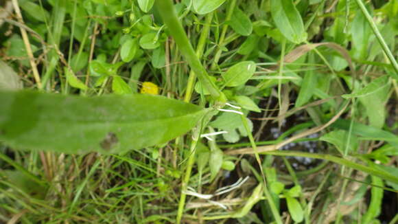 Image of waterplantain spearwort