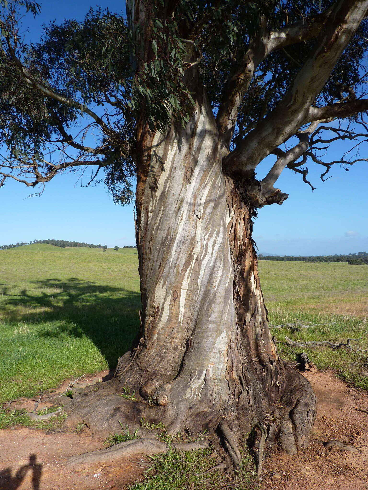 Image de Eucalyptus leucoxylon subsp. leucoxylon