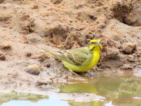 Image of Crithagra mozambica granti (Clancey 1957)